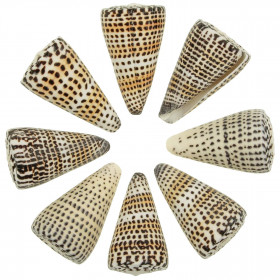 Coquillages conus litteratus - 6 à 8 cm - Lot de 2