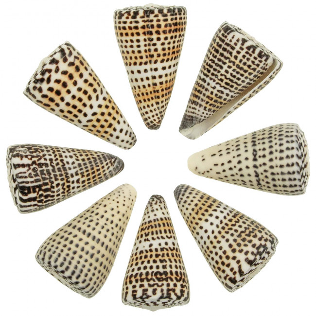 Coquillages conus litteratus - 6 à 8 cm - Lot de 2