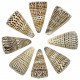 Coquillages conus litteratus - 6 à 8 cm - Lot de 2