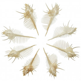 Coquillage murex pecten