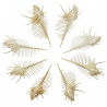 Coquillage murex pecten