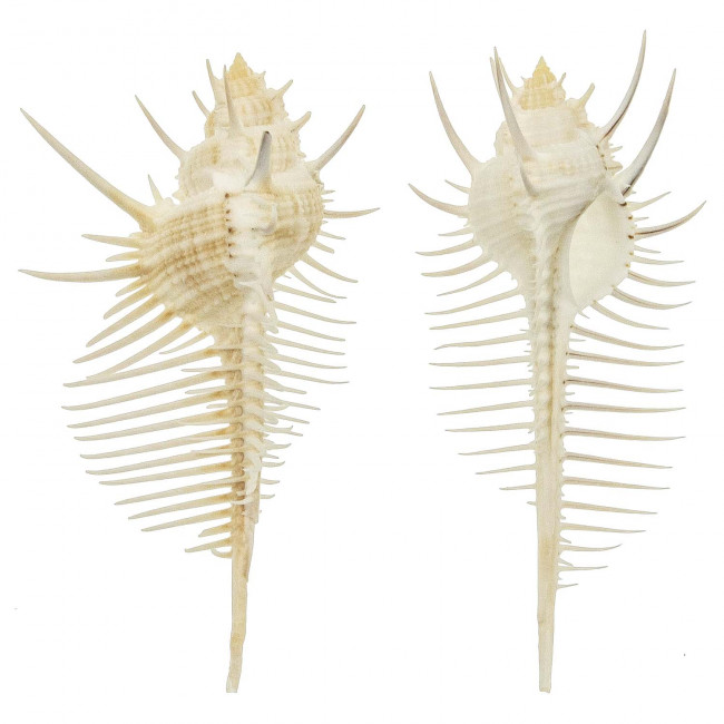 Coquillage murex pecten