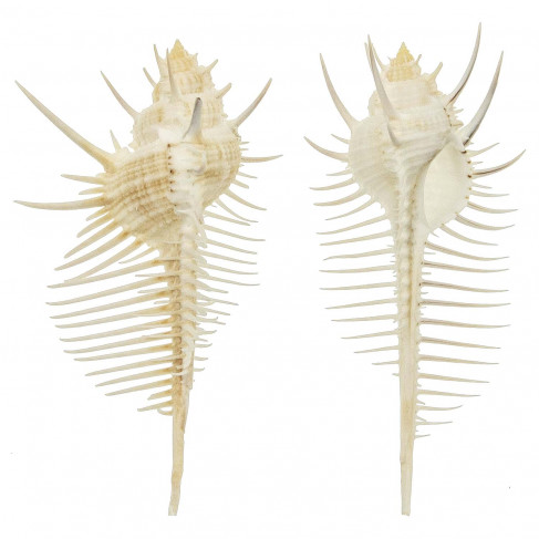 Coquillage murex pecten