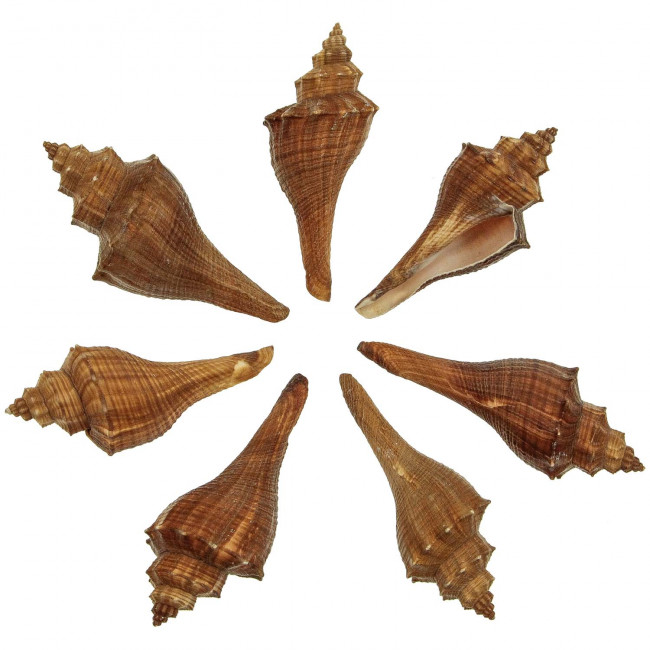 Coquillages volema carinifera - 10 à 12 cm - Lot de 3