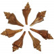 Coquillages volema carinifera - 10 à 12 cm - Lot de 3