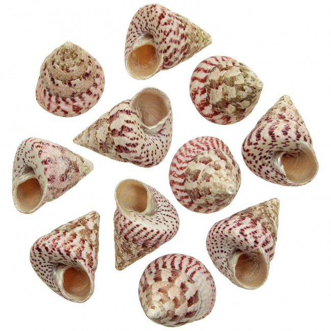 Coquillages trochus maculatus strawberry - 4 à 5 cm - Lot de 3