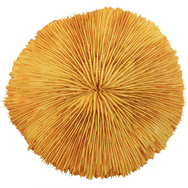 Corail fungia fungites orange