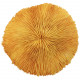Corail fungia fungites orange