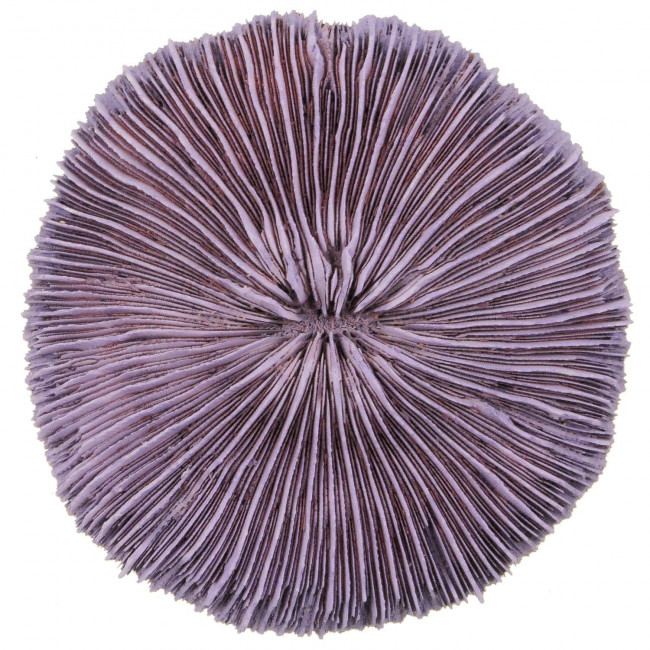 Corail fungia fungites mauve