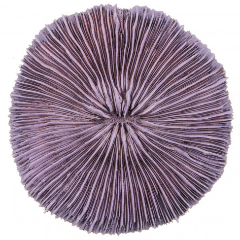 Corail fungia fungites mauve