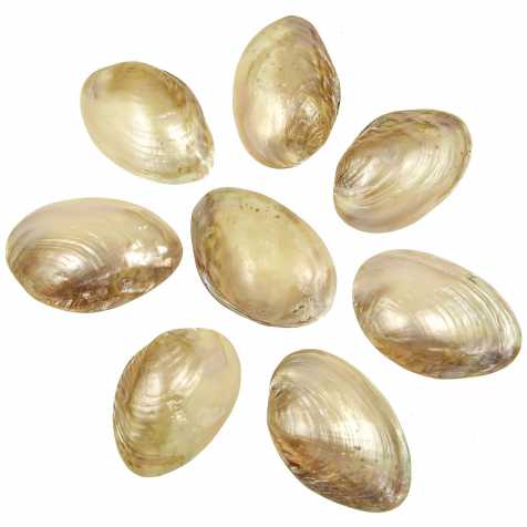Coquillages mussel nacrés polis - 10 à 12 cm - Lot de 3