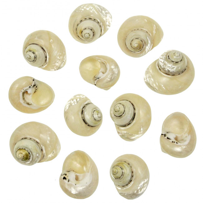 Coquillages cittarium pica nacrés polis - 4 à 5 cm - Lot de 2