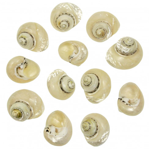 Coquillages cittarium pica nacrés polis - 4 à 5 cm - Lot de 2
