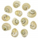 Coquillages cittarium pica nacrés polis - 4 à 5 cm - Lot de 2