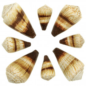 Coquillages conus miles - 5 à 9 cm - Lot de 2