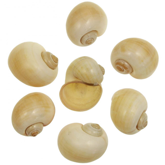 Coquillages pomocea canaliculata polis jaunes - 6 à 7 cm - Lot de 2