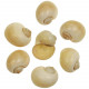 Coquillages pomocea canaliculata polis jaunes - 6 à 7 cm - Lot de 2