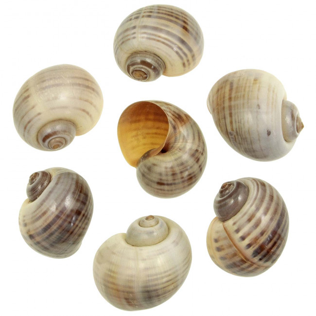 Coquillages pomocea canaliculata polis rayés - 6 à 7 cm - Lot de 2