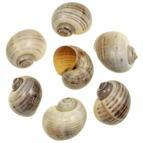 Coquillages pomocea canaliculata polis rayés - 6 à 7 cm - Lot de 2
