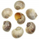 Coquillages pomocea canaliculata polis rayés - 6 à 7 cm - Lot de 2