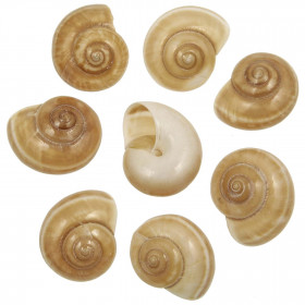 Coquillages hemitrichiella setigera polis - 4 à 6 cm - Lot de 4
