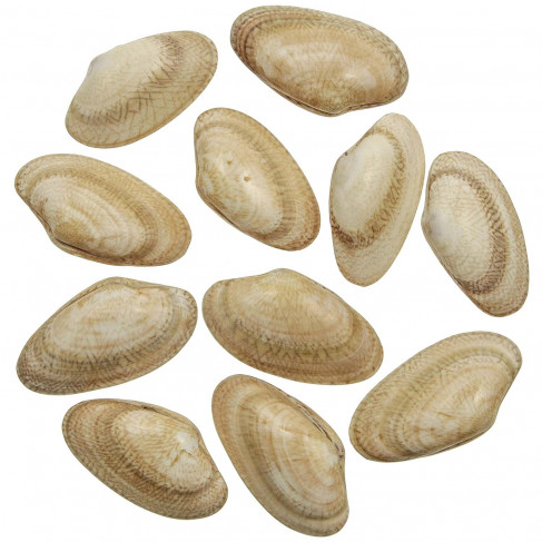 Coquillages paphia japonica polis entiers - 6 à 7 cm - Lot de 5