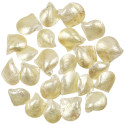 Coquillages pinctada martensii nacrés entiers - 3 à 5 cm - lot de 5