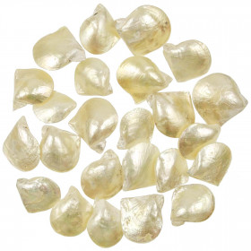 Coquillages pinctada martensii nacrés entiers - 3 à 5 cm - lot de 5
