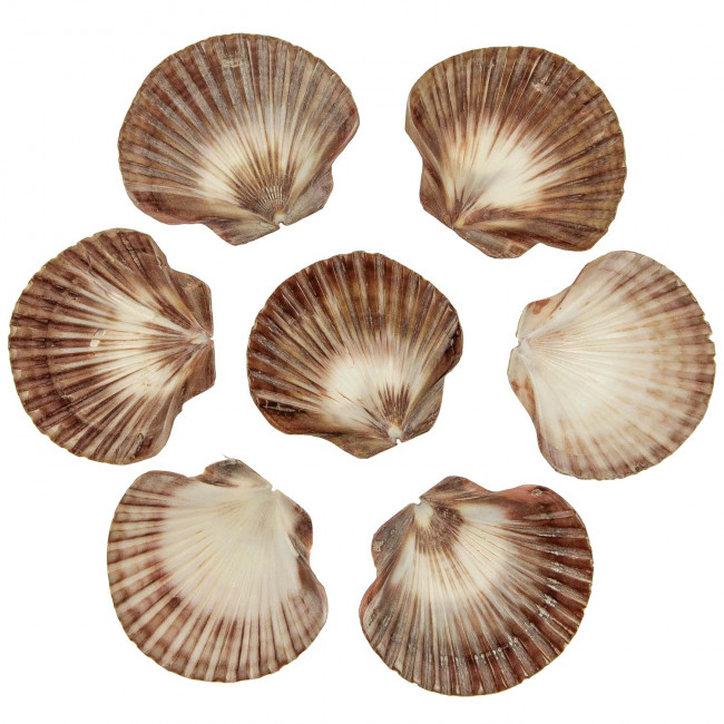 Coquillages pecten raveneli polis - 6 à 8 cm - lot de 5