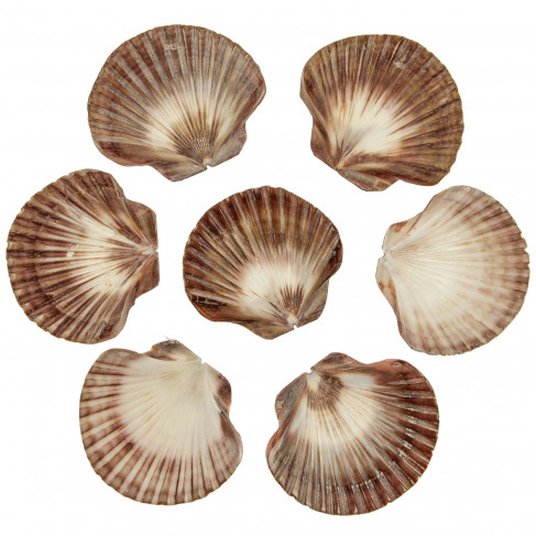 Coquillages pecten raveneli polis - 6 à 8 cm - lot de 5
