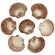 Coquillages pecten raveneli polis - 6 à 8 cm - lot de 5