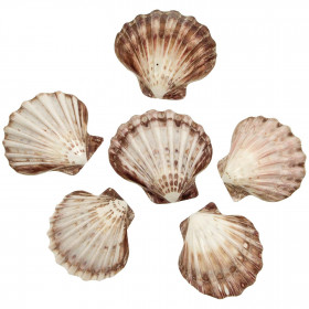Coquillage lyropecten nodosus poli