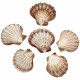 Coquillage lyropecten nodosus poli