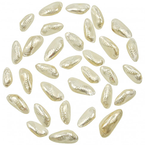 Coquillages scabies crispata nacrés entiers - 2.5 à 4 cm - lot de 4