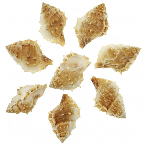 Coquillages bursa spinosa - 7 à 9 cm - Lot de 3