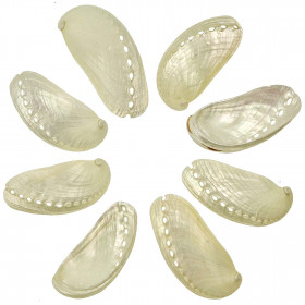 Coquillages haliotis assinina nacrés - 7 à 9 cm - Lot de 5