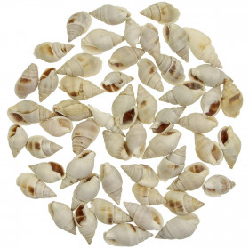 Coquillages ellobium nassarius - 2.5 à 3.5 cm - 100 grammes