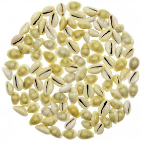 Coquillages cypraea monetaria moneta - 1.5 à 2.5 cm - 100 grammes