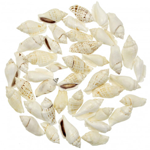 Coquillages canarium urceus - 3 à 5 cm - 100 grammes