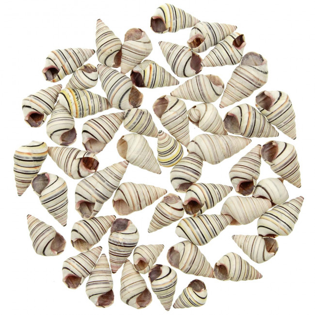 Coquillages liguus virgineus - 2 à 3 cm - Lot de 10