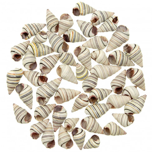 Coquillages liguus virgineus - 2 à 3 cm - Lot de 10
