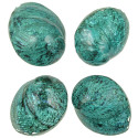 Coquillage haliotis corrugata nacré bleu-vert