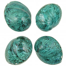 Coquillage haliotis corrugata nacré bleu-vert