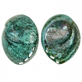 Coquillage haliotis corrugata nacré bleu-vert