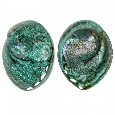 Coquillage haliotis corrugata nacré bleu-vert