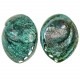 Coquillage haliotis corrugata nacré bleu-vert