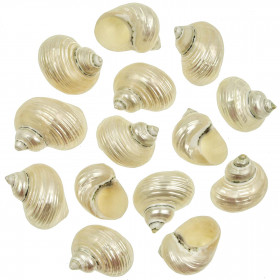 Coquillages turbo silvermouth nacrés - 4 à 6 cm - Lot de 2