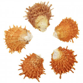 Coquillage spondylus barbatus orange - 6 à 8 cm - Lot de 2