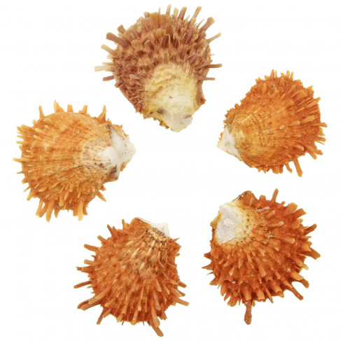 Coquillage spondylus barbatus orange - 6 à 8 cm - Lot de 2