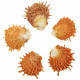 Coquillage spondylus barbatus orange - 6 à 8 cm - Lot de 2